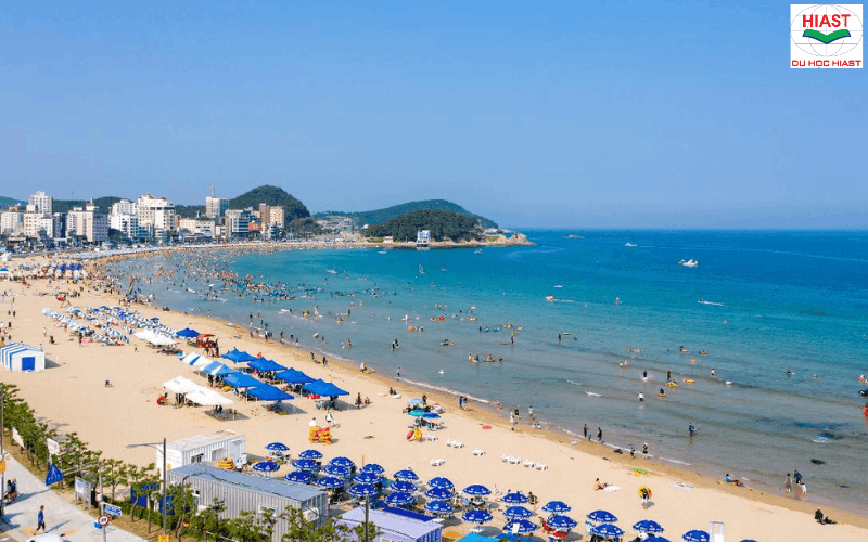 Trường Đại Học Ở Busan